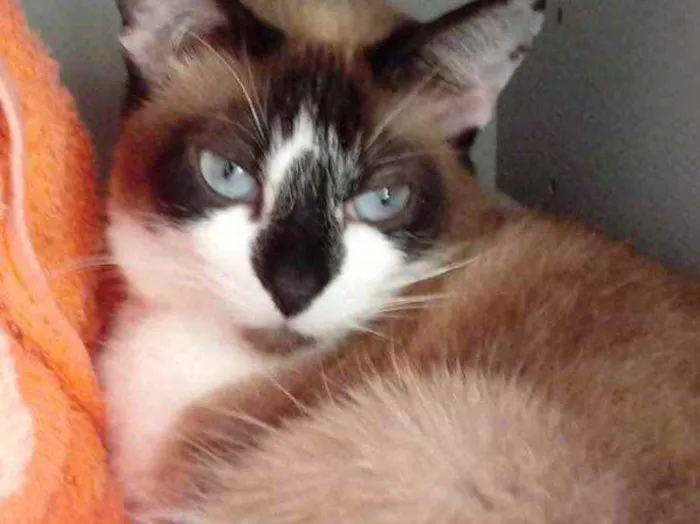 Gato raça Srd idade 2 anos nome Branca