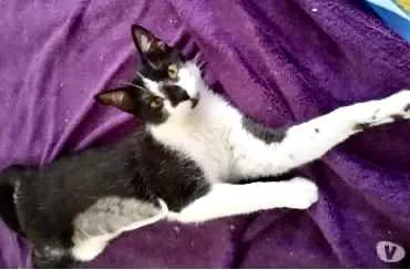 Gato raça Srd idade 1 ano nome Linguiça 