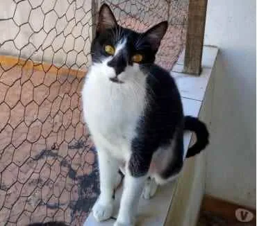 Gato raça Srd idade 1 ano nome Linguiça 