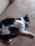 Gato raça Srd idade 1 ano nome Linguiça 