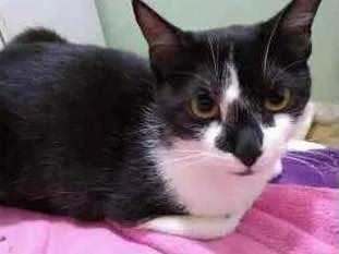 Gato raça Srd idade 1 ano nome Linguiça 