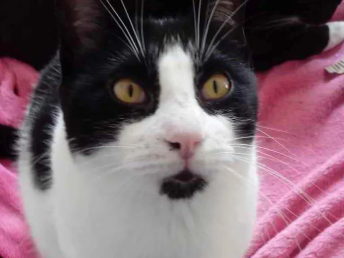 Gato raça Srd idade 1 ano nome Pitoco um fofo 