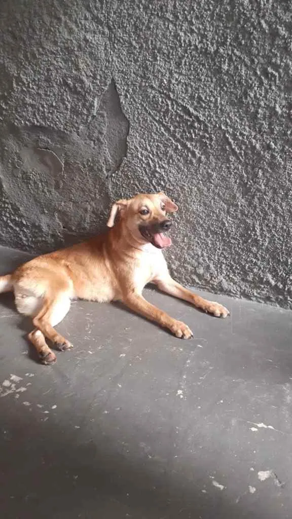 Cachorro raça Srd idade 1 ano nome Amora 
