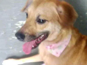Cachorro raça Srd idade 1 ano nome Amora 