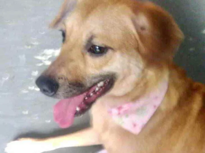 Cachorro raça Srd idade 1 ano nome Amora 