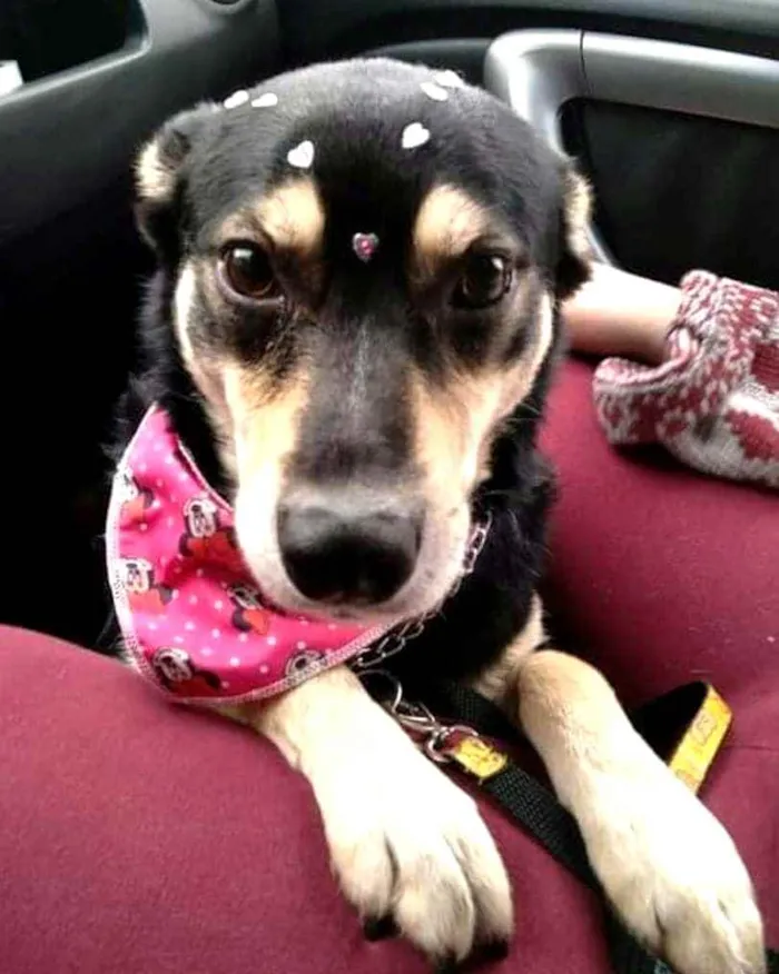 Cachorro raça  idade 3 anos nome Tuty 