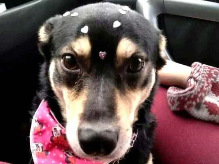 Cachorro raça  idade 3 anos nome Tuty 