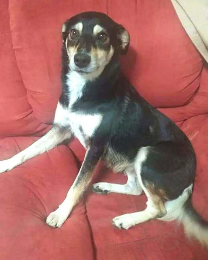 Cachorro raça  idade 3 anos nome Tuty 