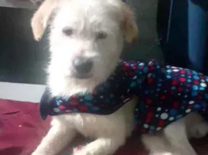 Cachorro raça Srd idade 7 a 11 meses nome Neve