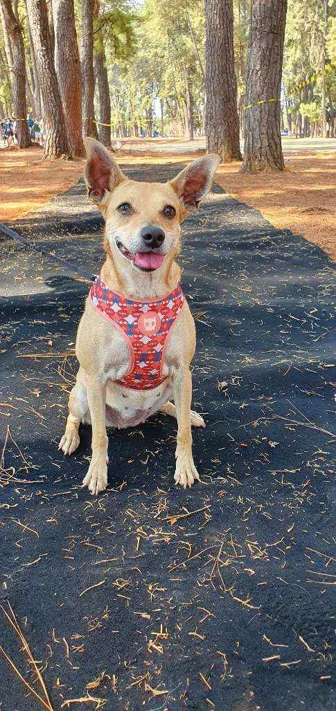 Cachorro ra a SRD idade 1 ano nome BIBI