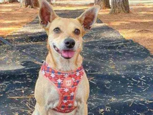 Cachorro raça SRD idade 1 ano nome BIBI