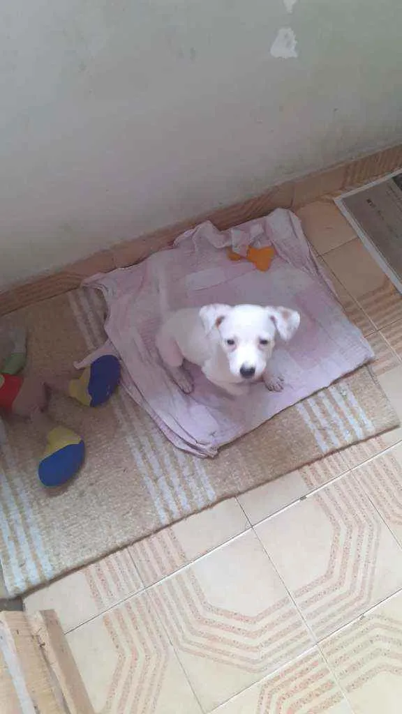 Cachorro ra a SRD idade 2 a 6 meses nome Lilika