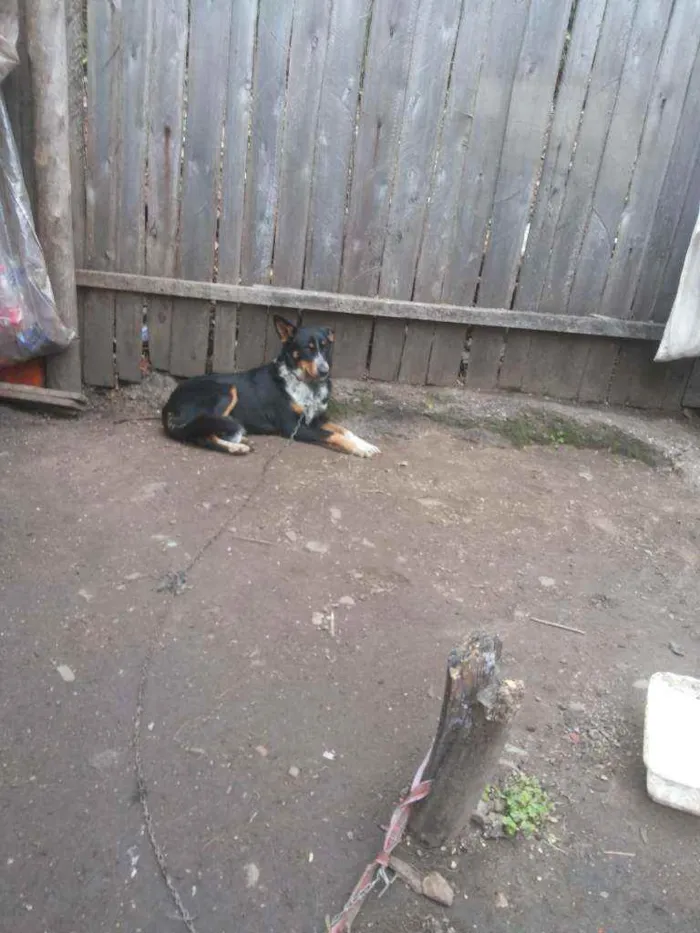 Cachorro ra a Vira lata idade 2 a 6 meses nome Varios