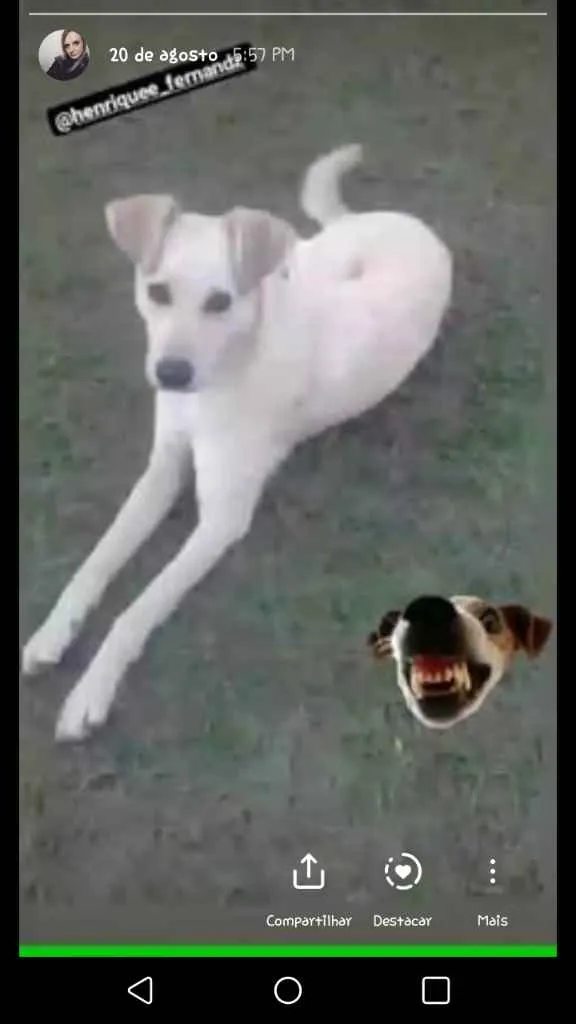 Cachorro ra a SDR idade 1 ano nome GALEGO