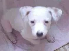 Cachorro raça SRD idade 2 a 6 meses nome Lilika
