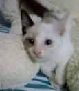 Pimpão