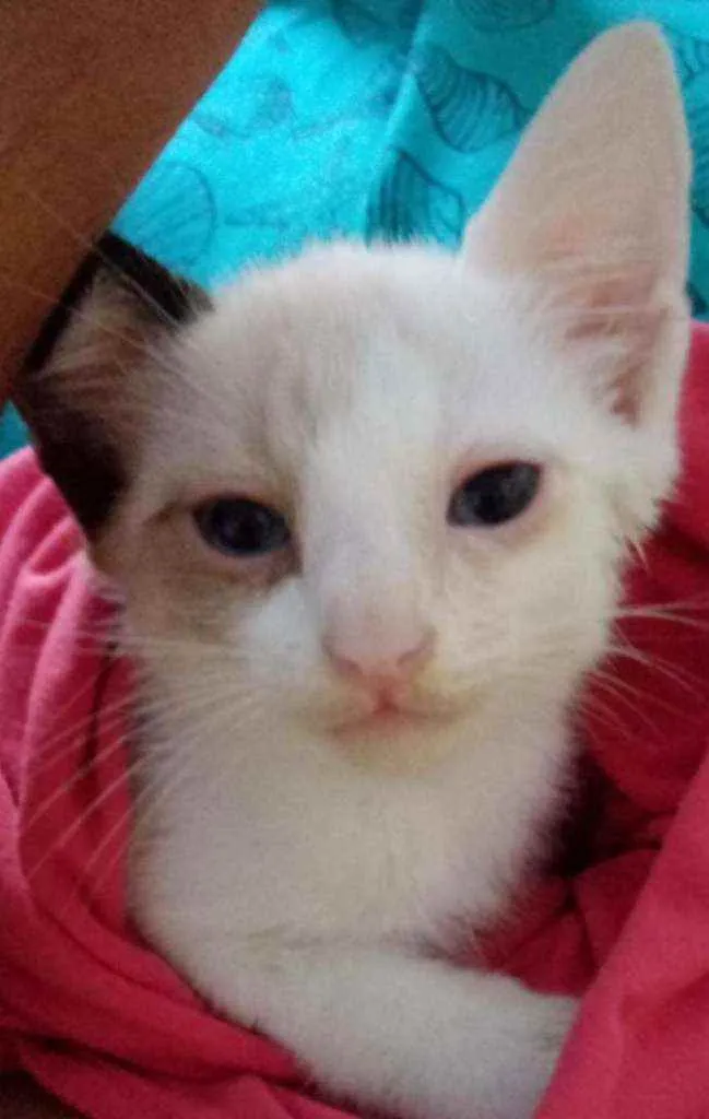 Gato raça Siamês idade 2 a 6 meses nome Pimpão