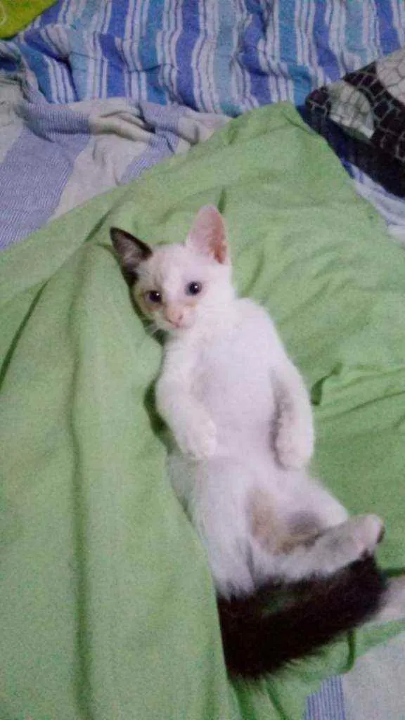 Gato raça Siamês idade 2 a 6 meses nome Pimpão