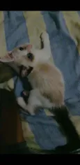 Pimpão