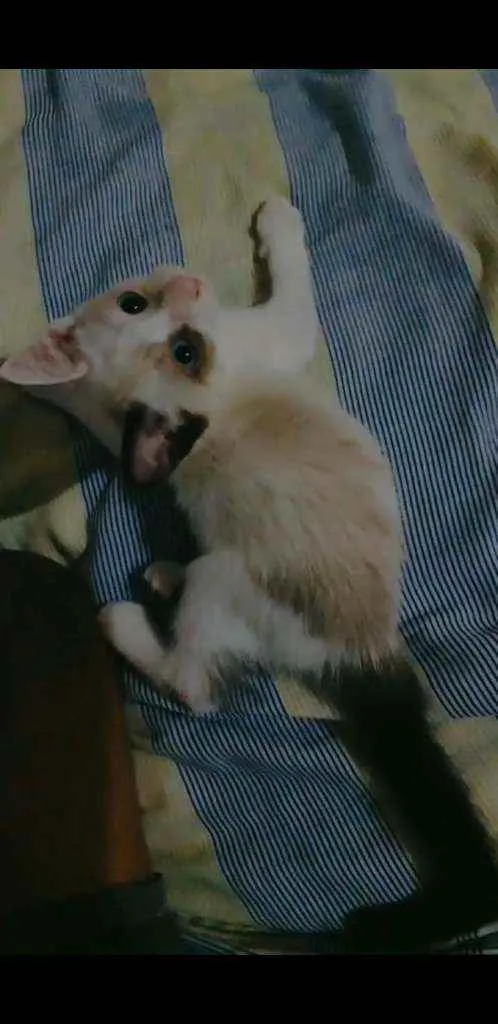 Gato raça Siamês idade 2 a 6 meses nome Pimpão