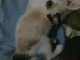 Pimpão