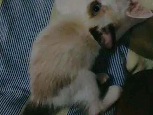 Gato raça Siamês idade 2 a 6 meses nome Pimpão