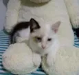 Pimpão