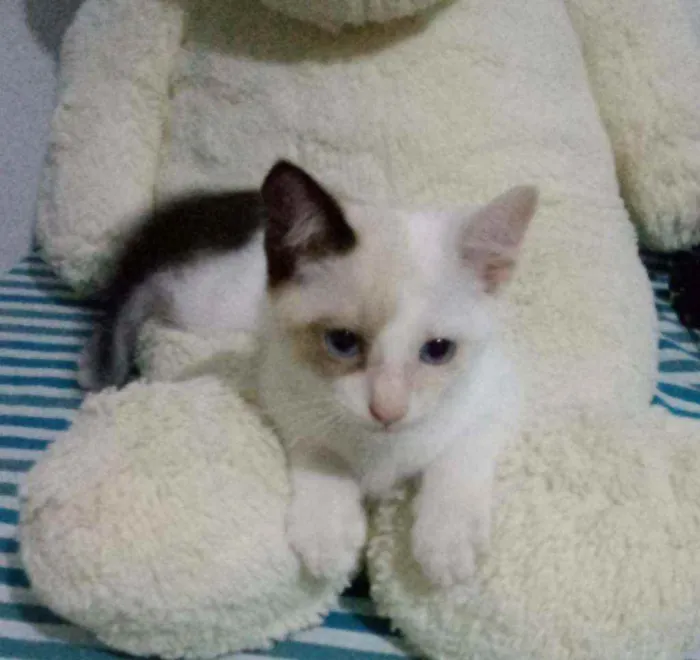 Gato raça Siamês idade 2 a 6 meses nome Pimpão