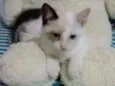 Pimpão