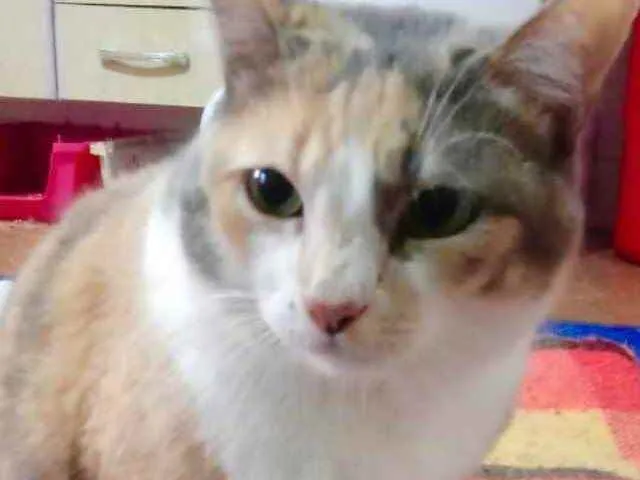 Gato raça Srd  idade 1 ano nome Fumaça 