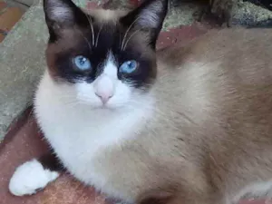 Gato raça Srd idade 1 ano nome Bolacha 