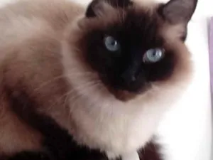 Gato raça Srd idade 2 anos nome Gatinha 