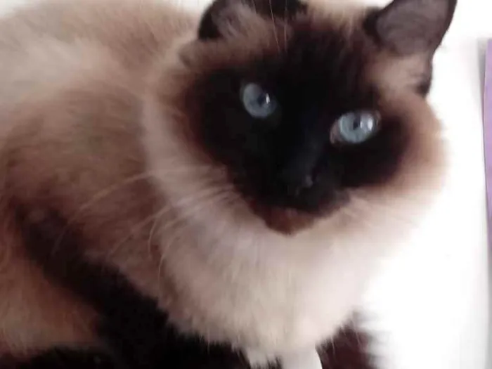 Gato raça Srd idade 2 anos nome Gatinha 