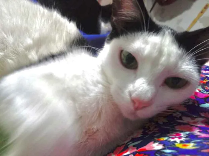 Gato raça Srd idade 1 ano nome Cherry