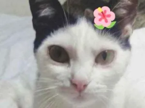 Gato raça Srd idade 1 ano nome Cherry