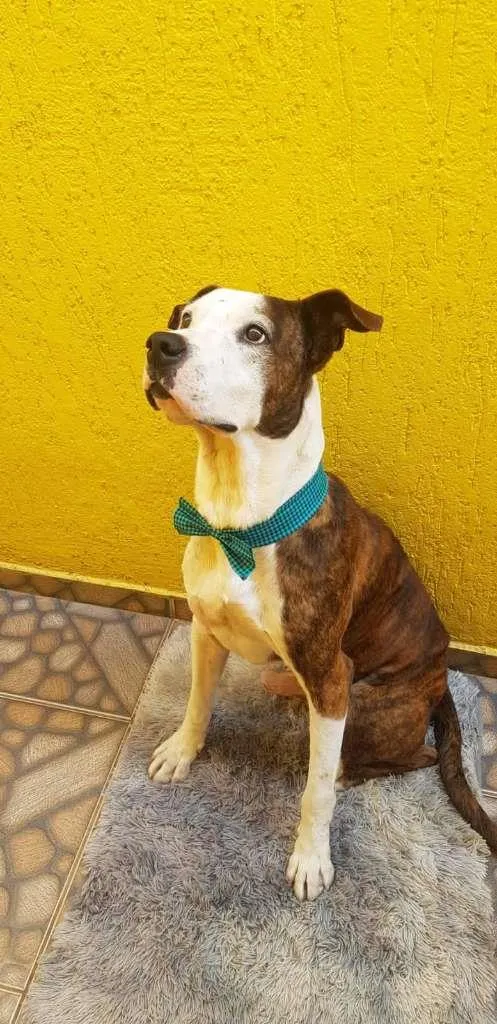 Cachorro ra a Boxer idade 4 anos nome Grandão