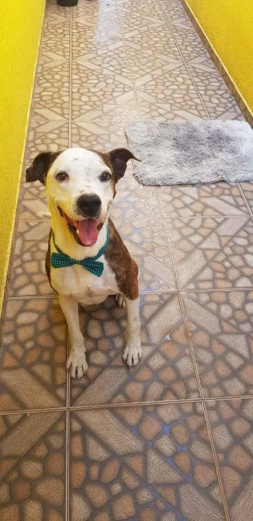 Cachorro ra a Boxer idade 4 anos nome Grandão