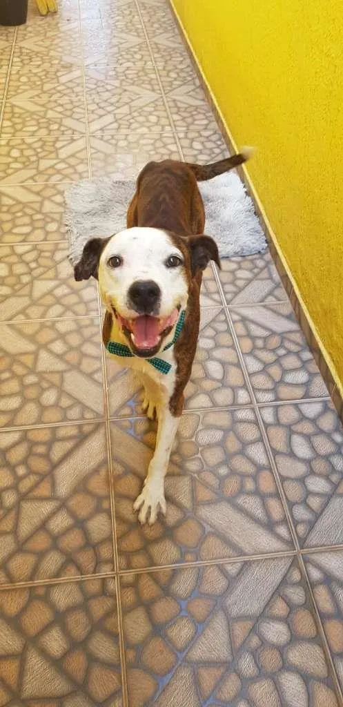 Cachorro ra a Boxer idade 4 anos nome Grandão