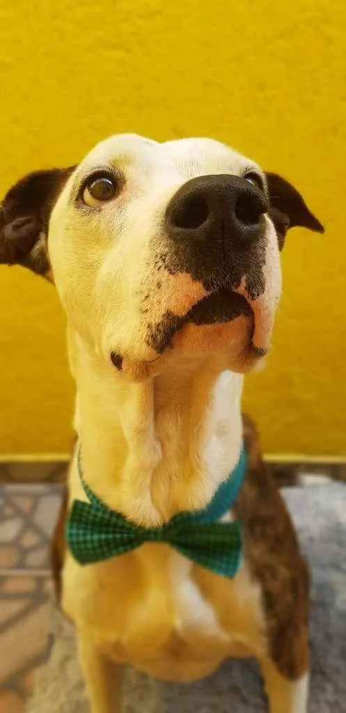 Cachorro ra a Boxer idade 4 anos nome Grandão