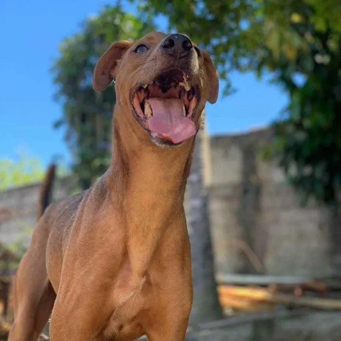 Cachorro raça SRD idade 3 anos nome Bidu