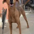 Bidu