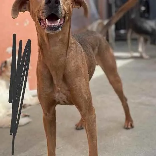 Cachorro raça SRD idade 3 anos nome Bidu