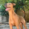 Bidu
