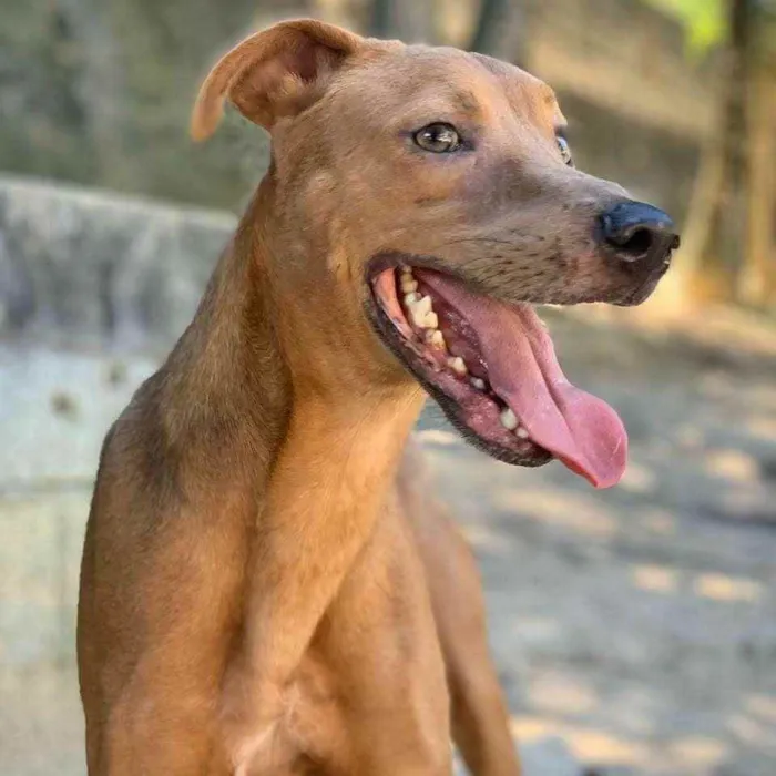 Cachorro raça SRD idade 3 anos nome Bidu