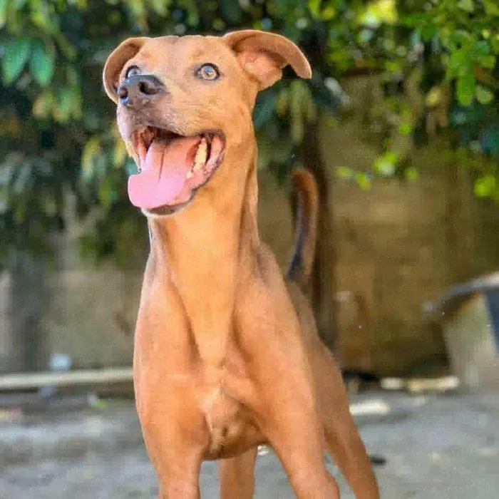 Cachorro raça SRD idade 3 anos nome Bidu