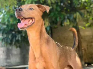 Cachorro raça SRD idade 3 anos nome Bidu