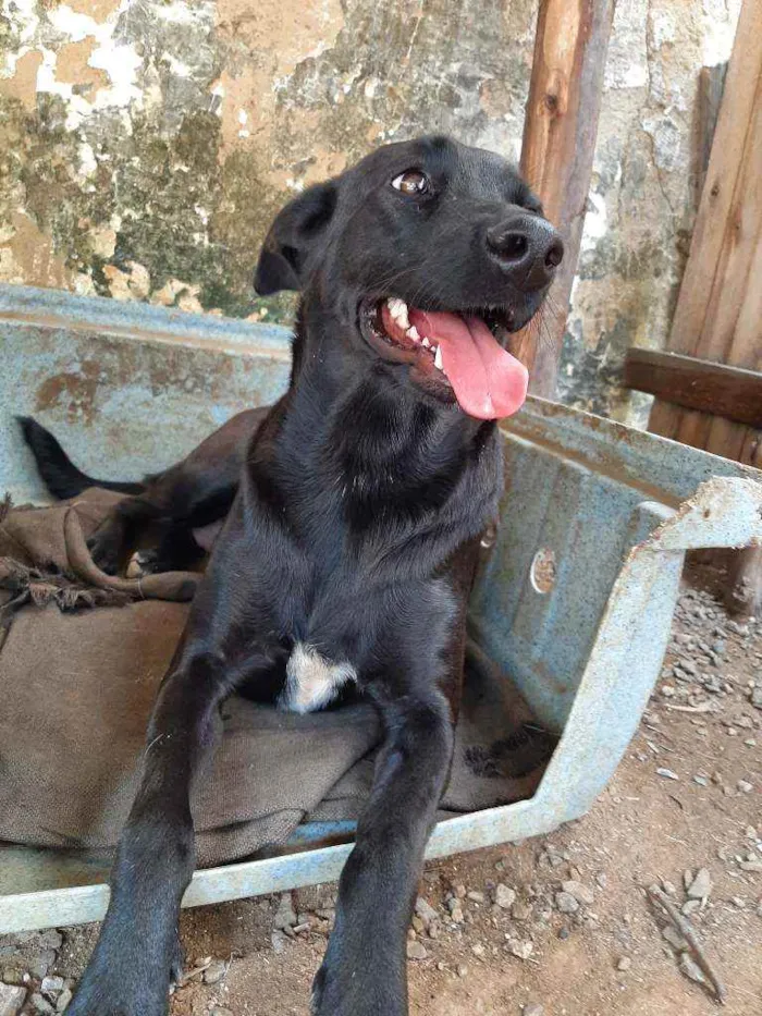 Cachorro raça SRD idade 2 anos nome Cacau