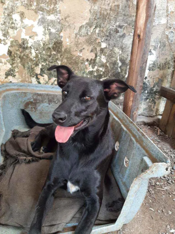Cachorro raça SRD idade 2 anos nome Cacau