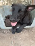 Cacau