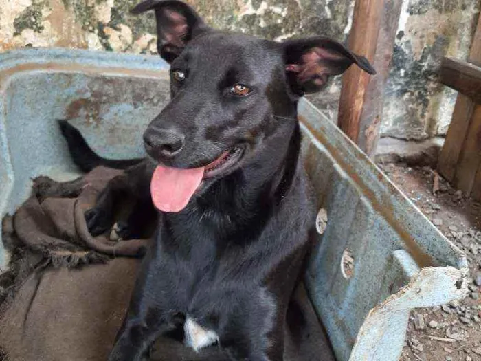 Cachorro raça SRD idade 2 anos nome Cacau
